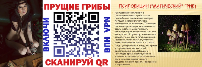 darknet Telegram  Новочебоксарск  Псилоцибиновые грибы Psilocybe 